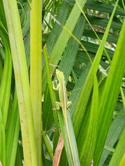 Anolis porcatus