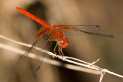 Dythemis maya