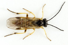 Euura obducta