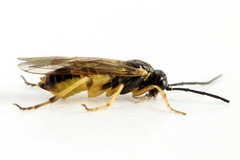 Euura obducta