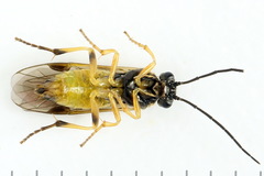 Euura obducta