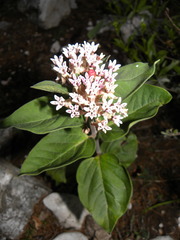Asclepias jorgeana