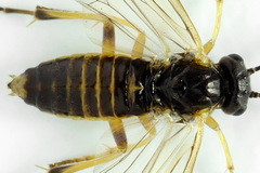 Euura obducta