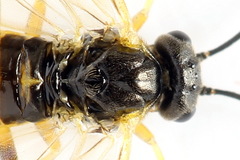 Euura obducta