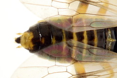 Euura obducta