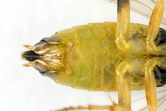 Euura obducta