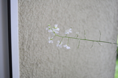 Tracheophyta