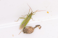 Stenodema trispinosum