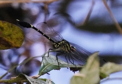 Euthygomphus koxingai