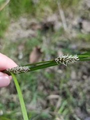 Carex hostiana