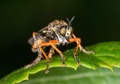 Dioctria rufipes