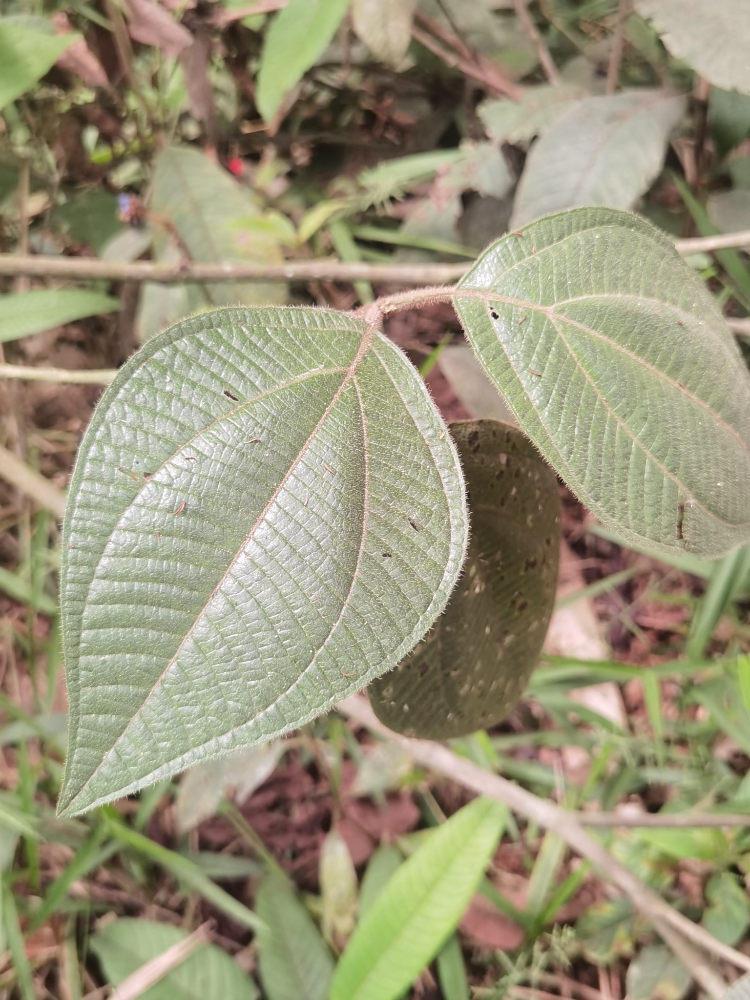 Bellucia mespiloides