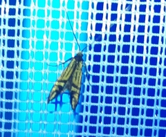 Nemophora ochsenheimerella