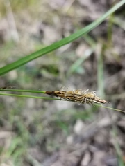 Carex hostiana