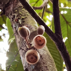 Bellucia mespiloides