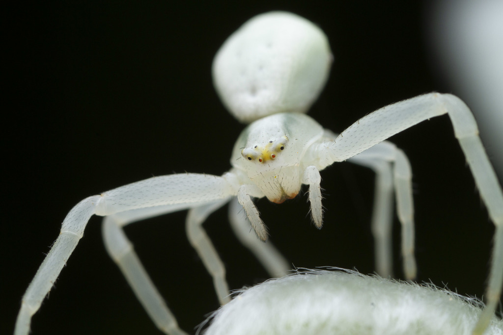 Thomisoidea Spiders