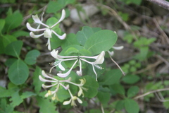 Lonicera caprifolium