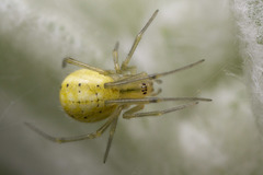 Enoplognatha ovata