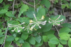 Lonicera caprifolium