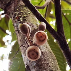 Bellucia mespiloides