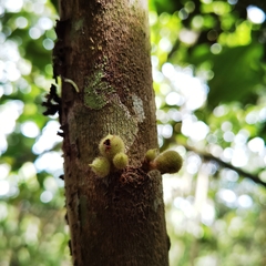 Bellucia mespiloides