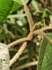 Bellucia mespiloides