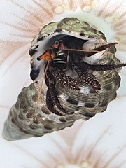 Clibanarius corallinus