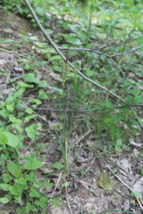 Carex halophila