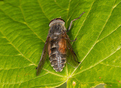 Hybomitra bimaculata