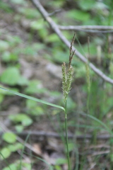 Carex halophila