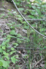 Carex halophila
