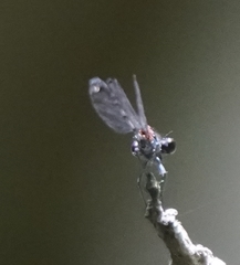 Prodasineura autumnalis