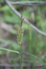 Carex halophila