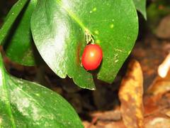 Ruscus