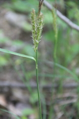 Carex halophila