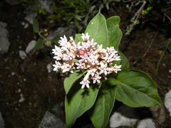 Asclepias jorgeana