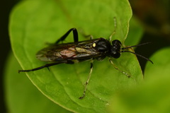 Macrophya militaris