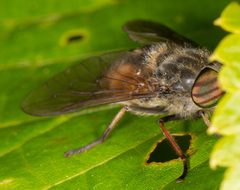 Hybomitra bimaculata