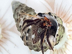 Clibanarius corallinus