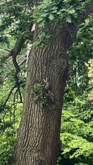 Sciurus carolinensis