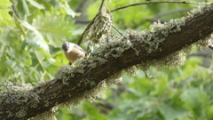 Sitta europaea hispaniensis