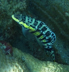 Serranus tigrinus