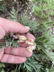 Dicentra nevadensis