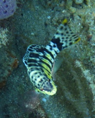 Serranus tigrinus