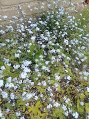 Myosotis sylvatica