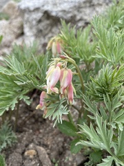 Dicentra nevadensis