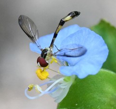 Victoriana attenuata