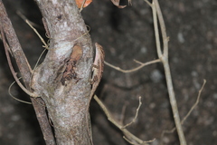 Anolis subocularis