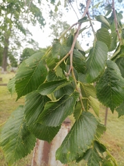 Ulmus laevis