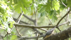 Sitta europaea hispaniensis